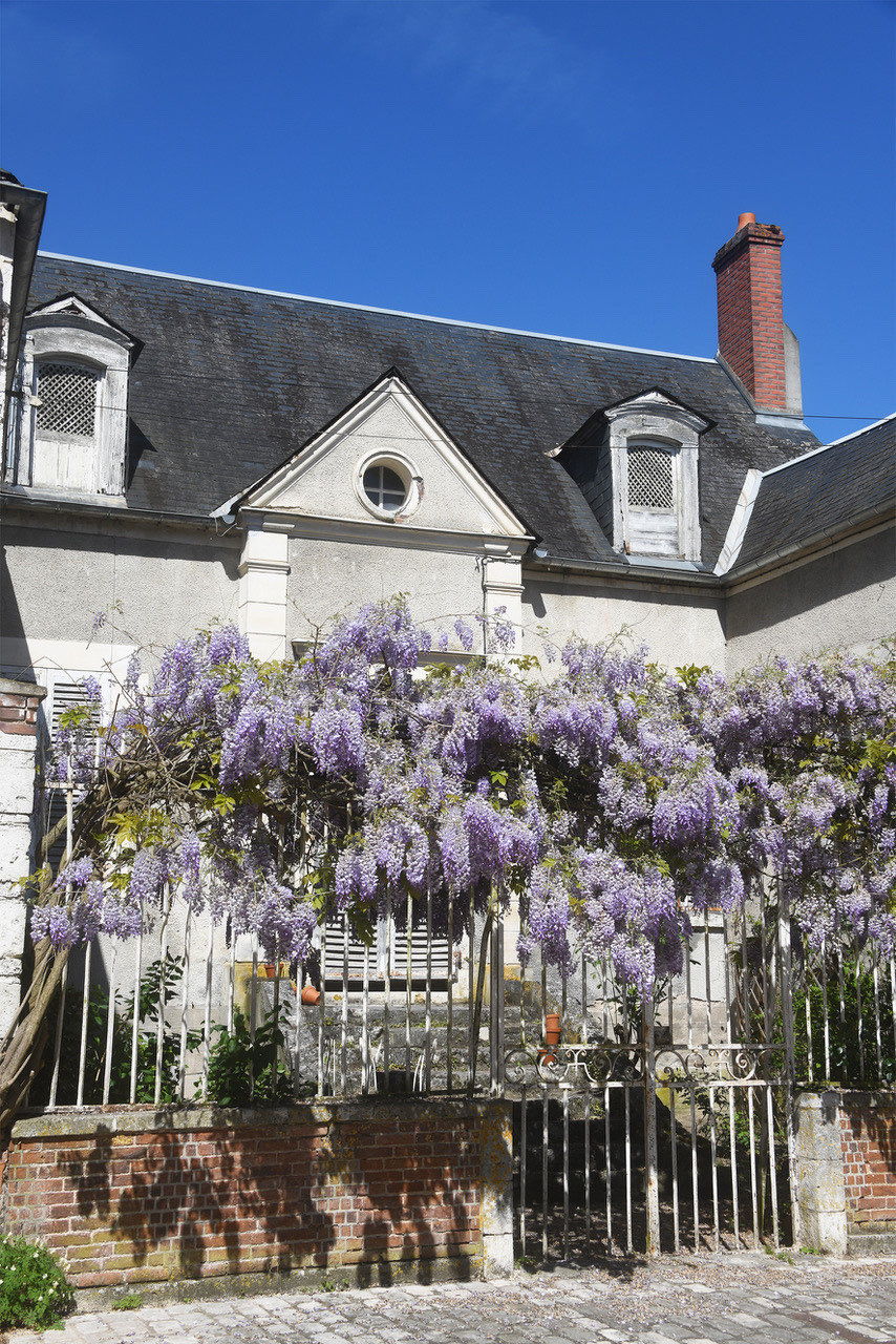 La façade de la maison sous la glycine en fleurs, rue de l'Église à Châtillon-Coligny